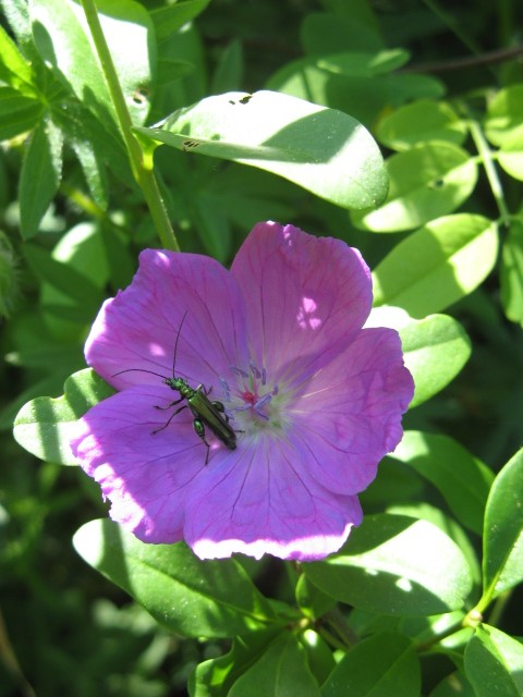 Geranium sanguineum / Geranio sanguigno